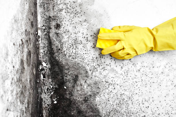Best Affordable Mold Removal  in Lowell, MA