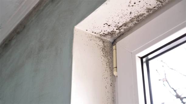 Best Emergency Mold Removal  in Lowell, MA
