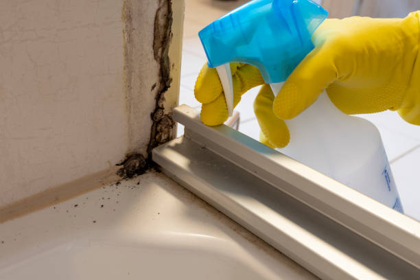 Best Black Mold Removal  in Lowell, MA