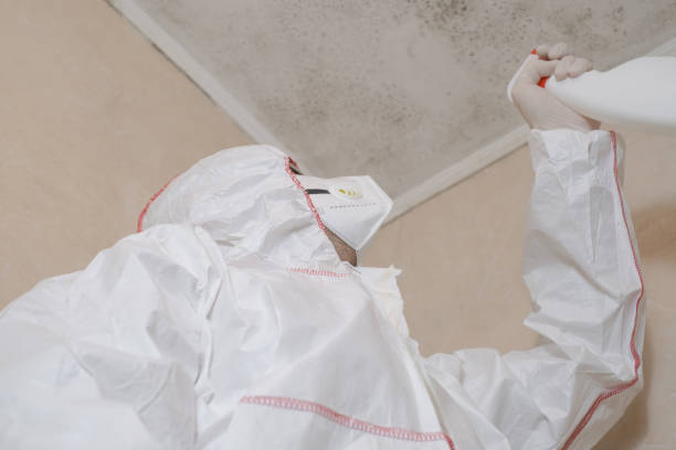 Attic Mold Removal in Lowell, MA