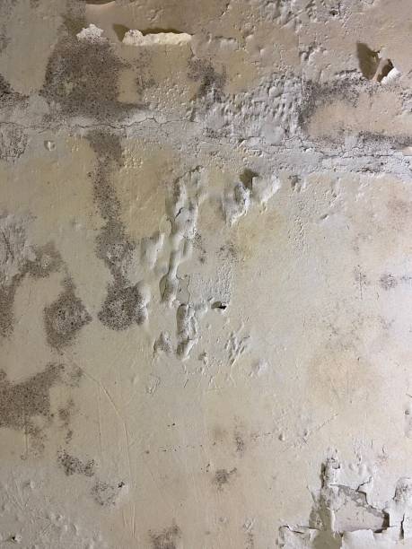 Best Residential Mold Removal  in Lowell, MA