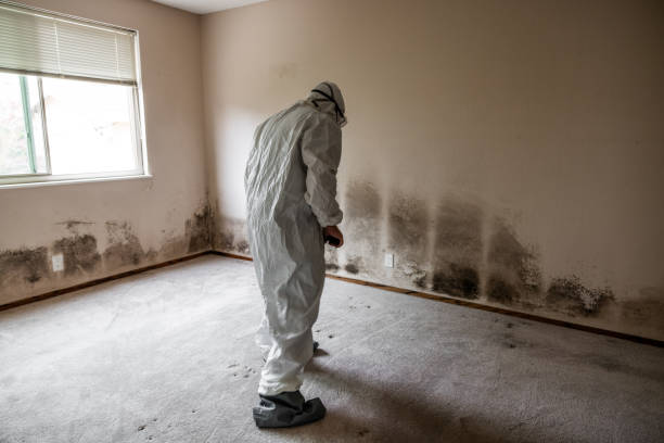 Best Best Mold Removal Companies  in Lowell, MA