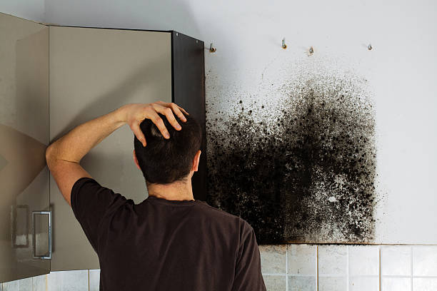 Best Mold Damage Repair  in Lowell, MA