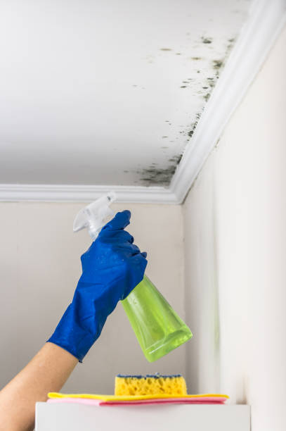 Reliable Lowell, MA Mold Removal Solutions